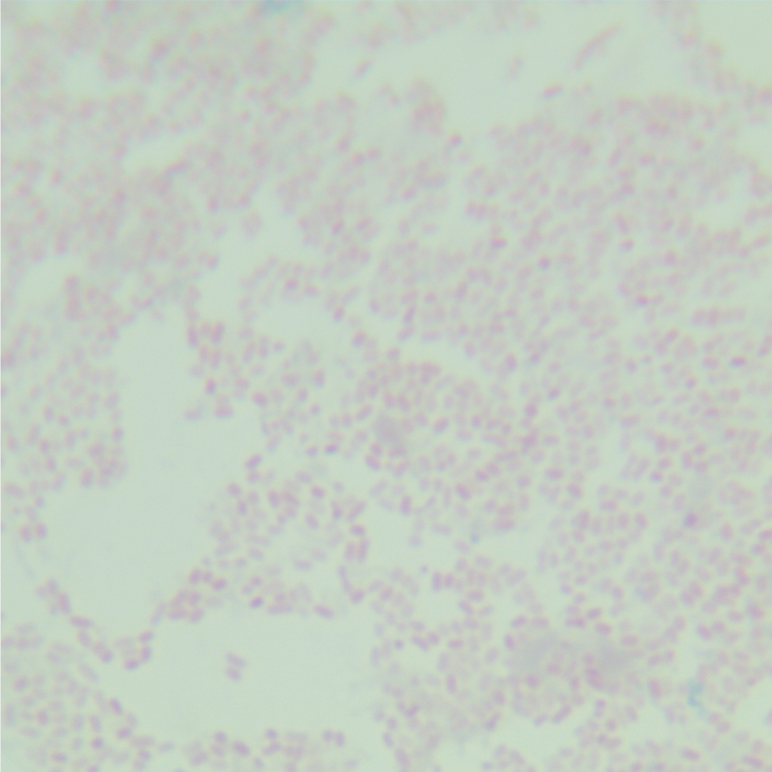 Salmonella essen-BNCC