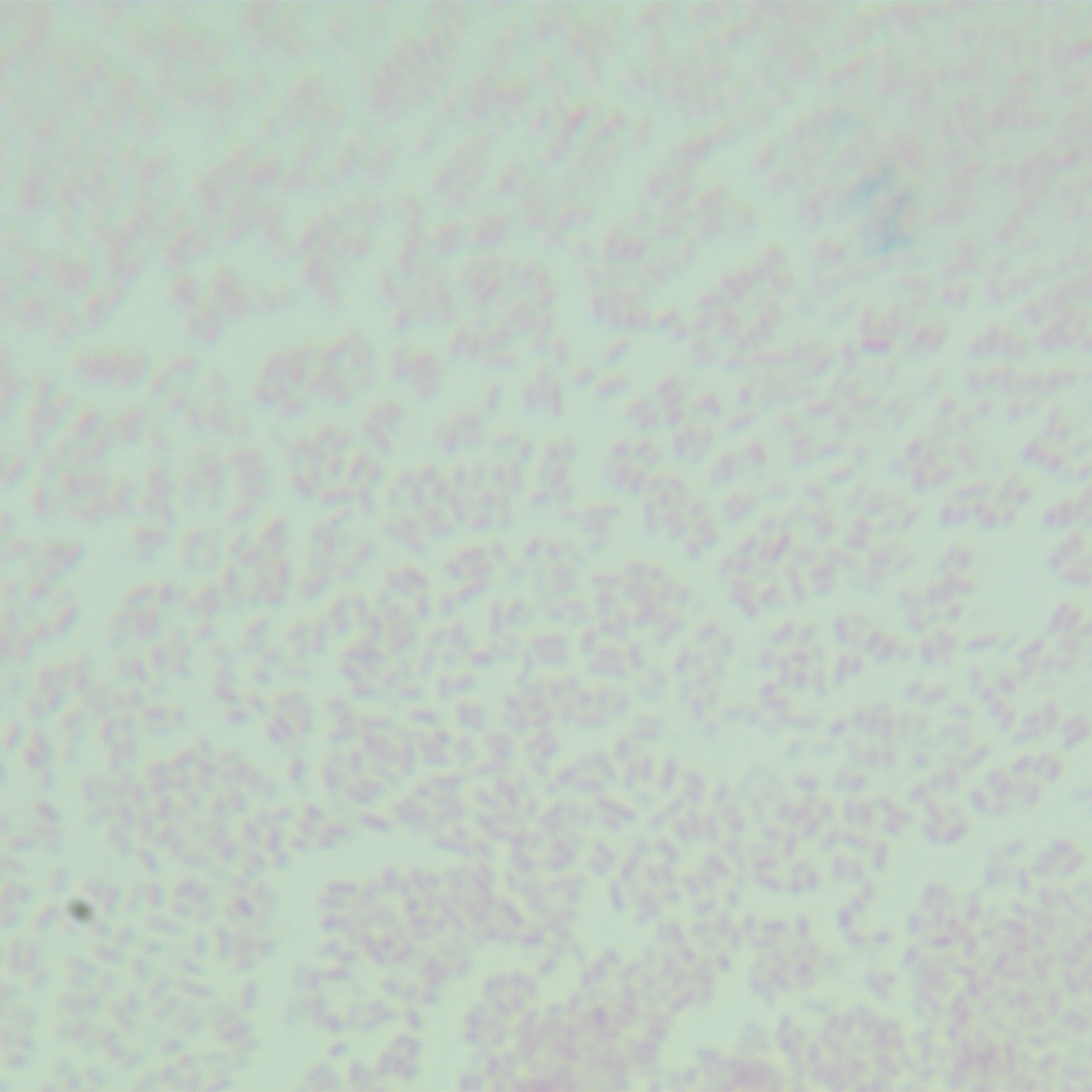 Salmonella othmarsh-BNCC