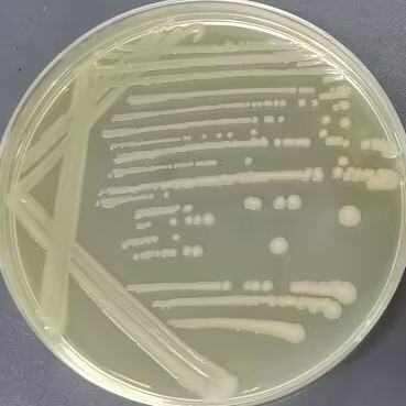 Salmonella othmarsh-BNCC