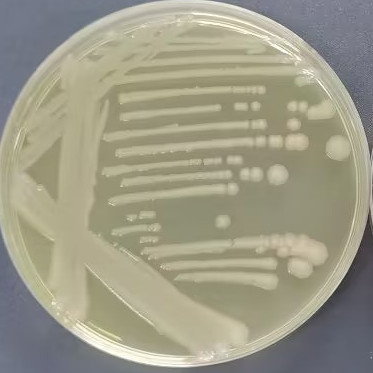 Salmonella hadar-BNCC