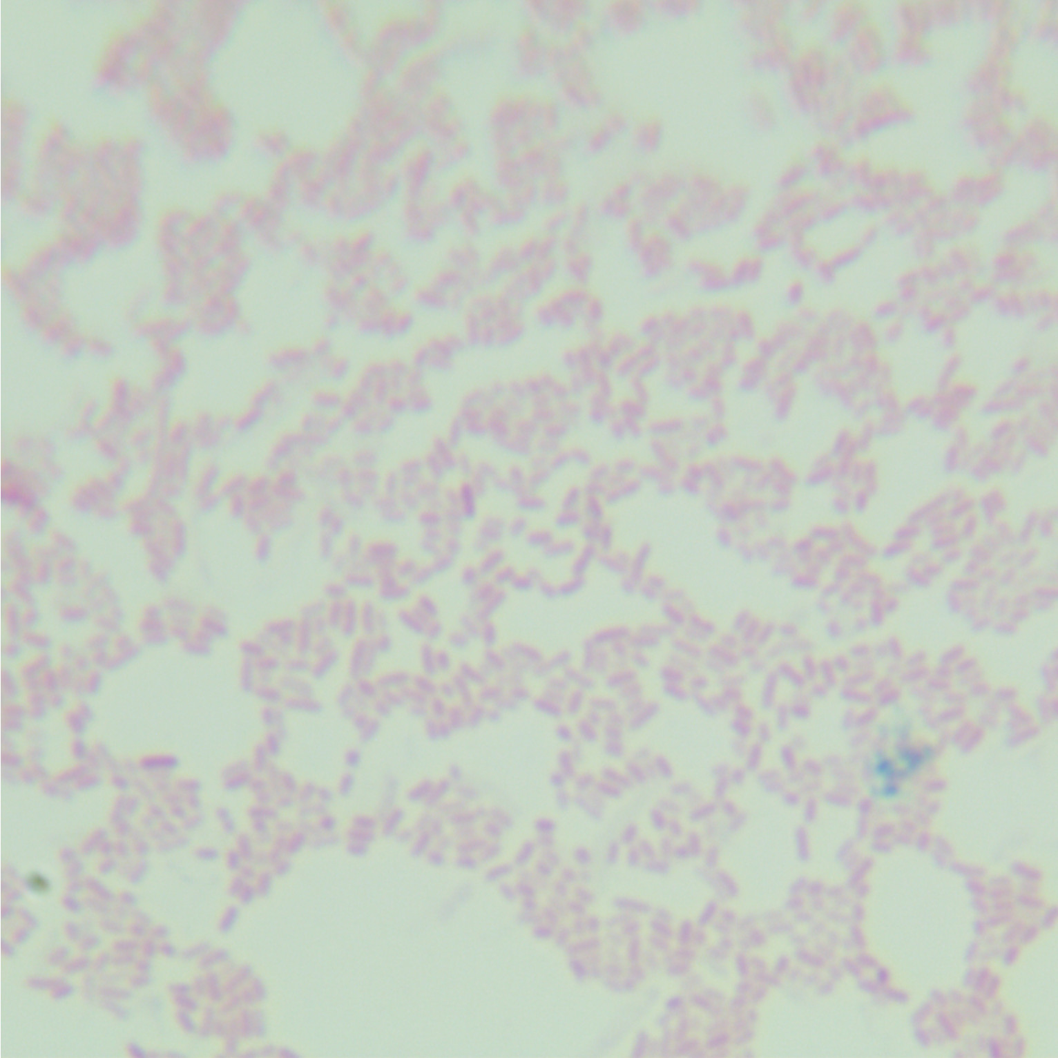 Salmonella hadar-BNCC