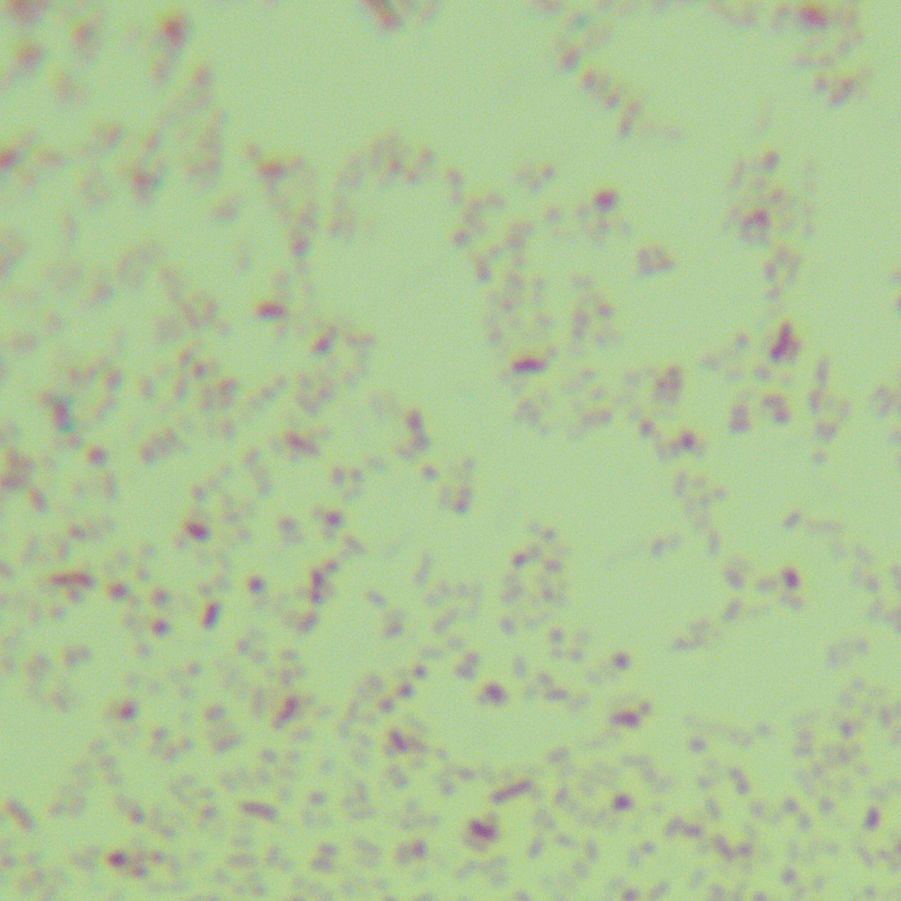 Salmonella havana-BNCC