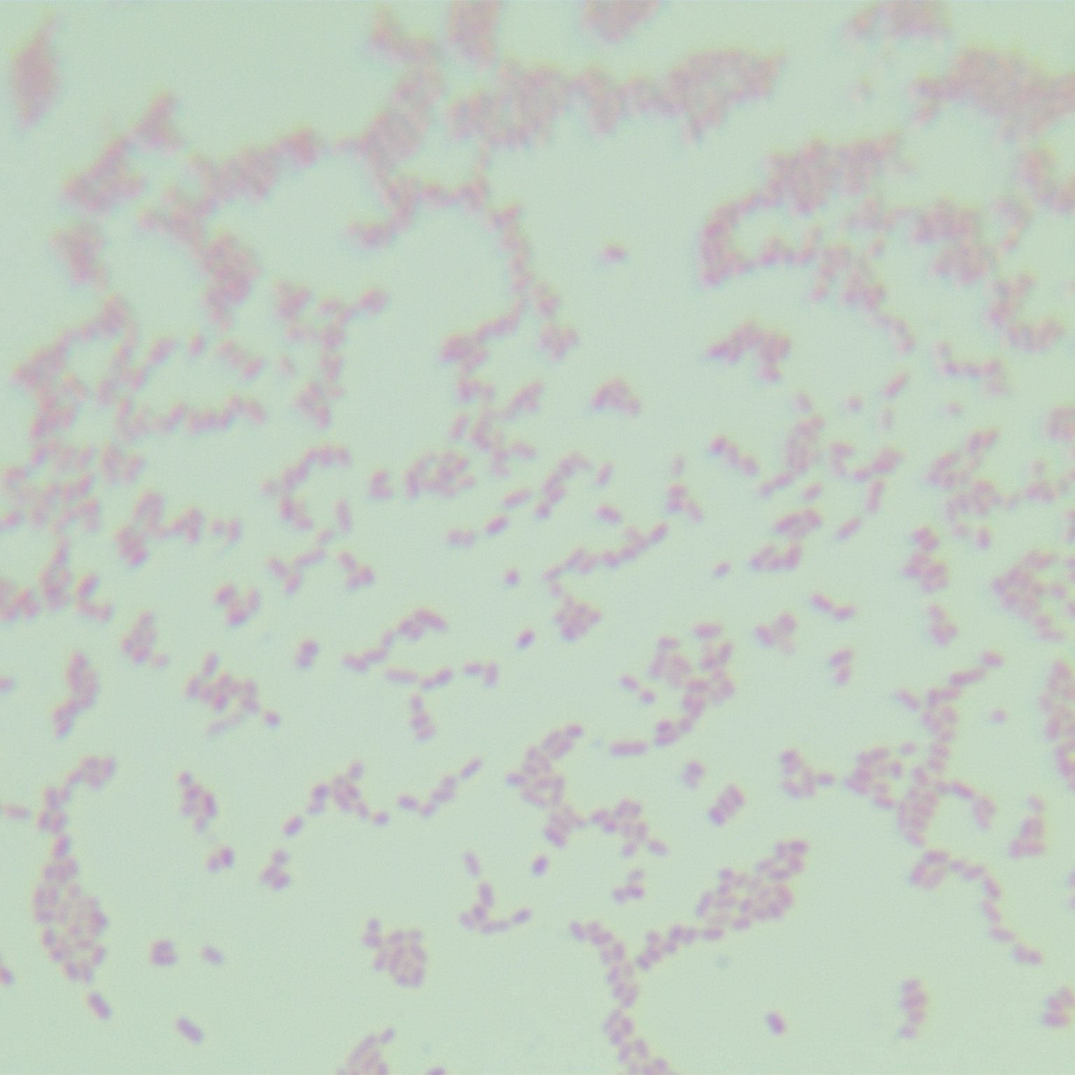 Salmonella mbandaka-BNCC