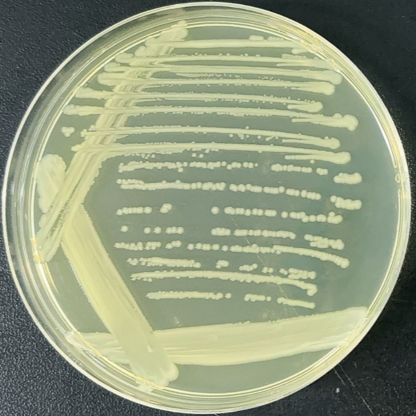 Salmonella assinie-BNCC