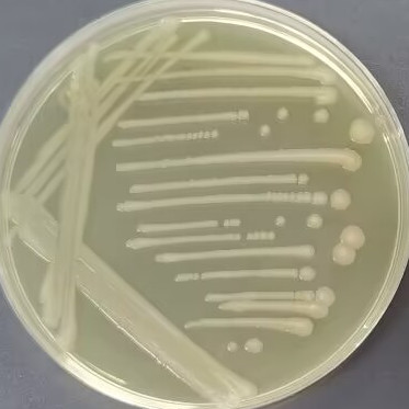 Salmonella braenderup-BNCC