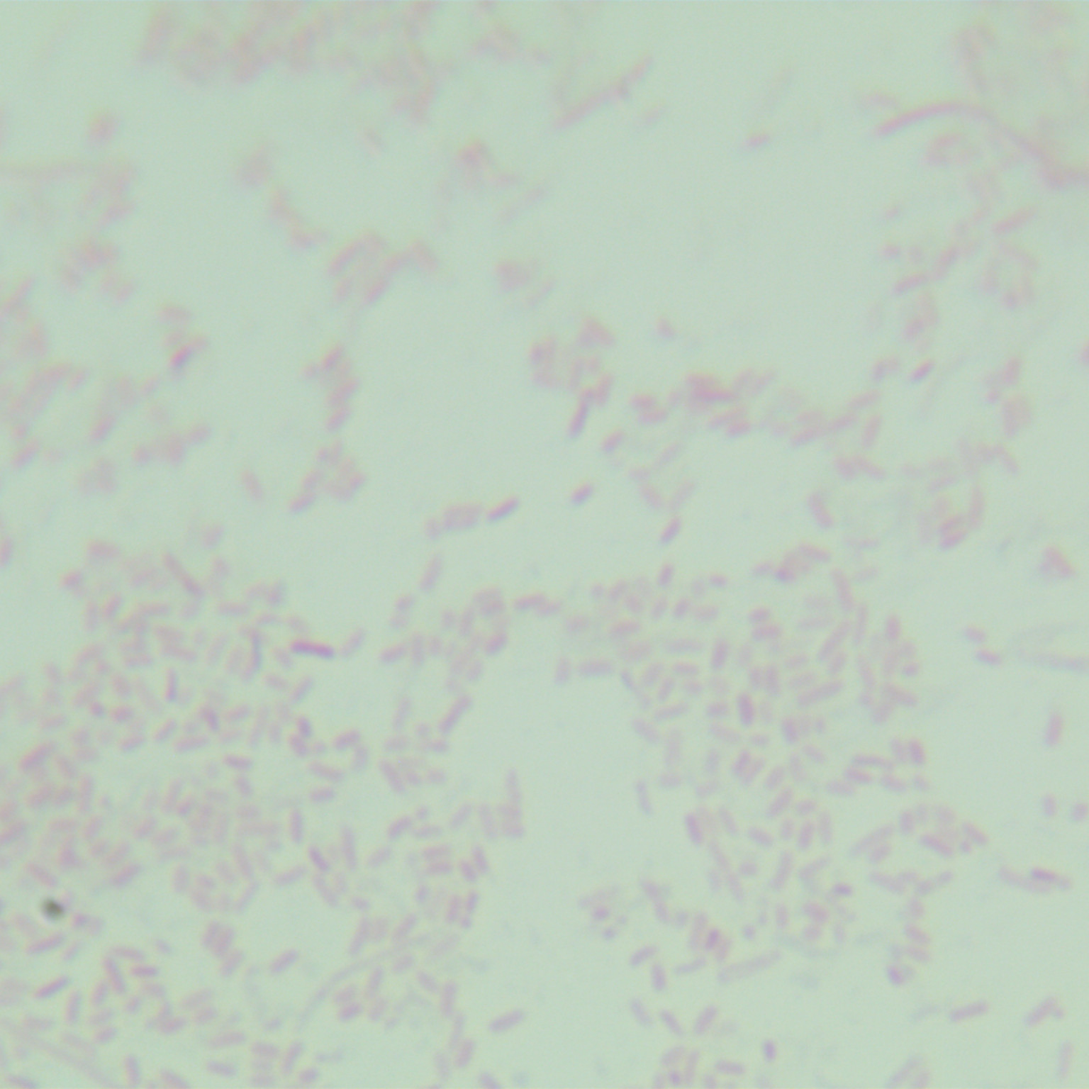 Salmonella braenderup-BNCC