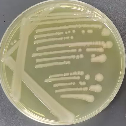 Salmonella bloom-BNCC