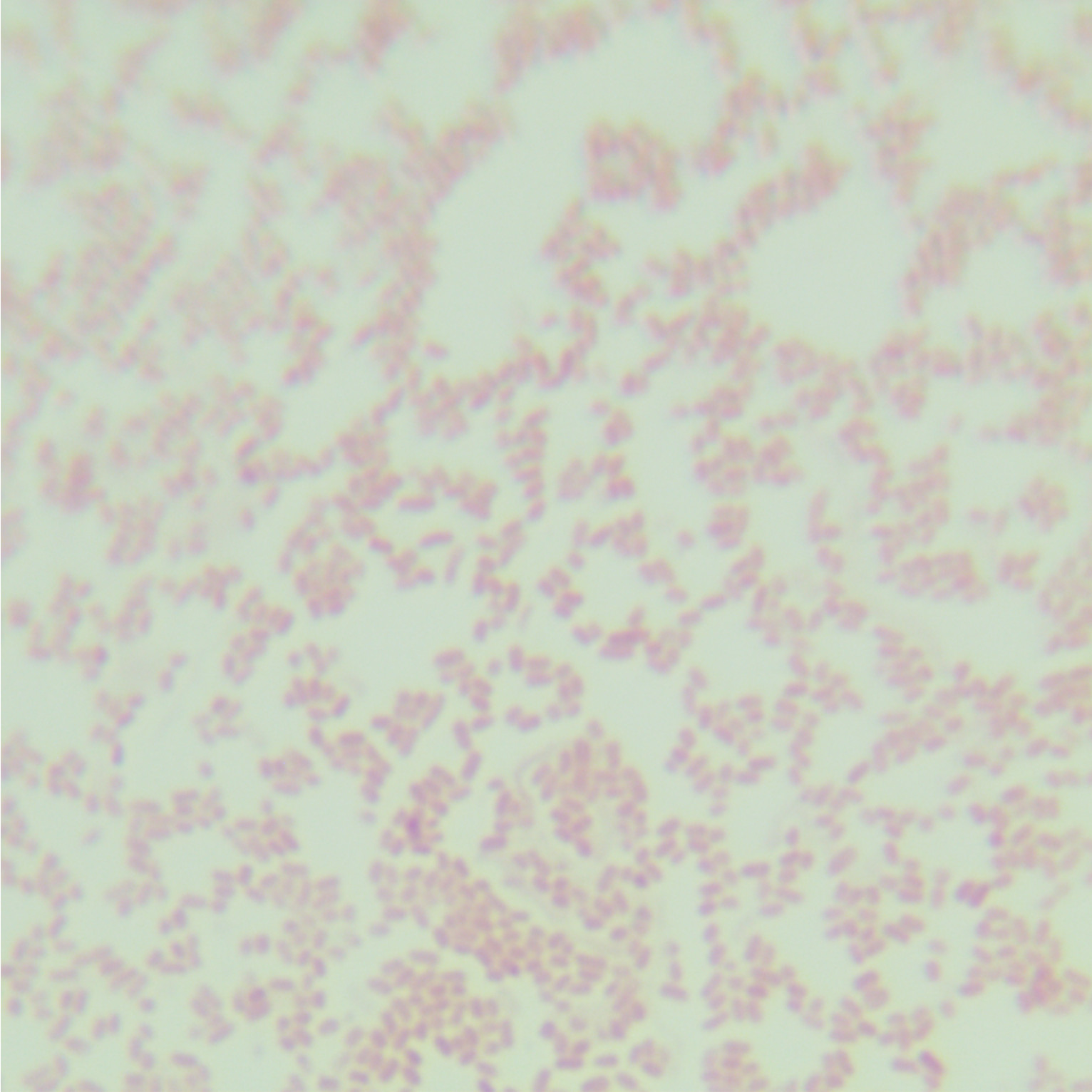 Salmonella bloom-BNCC