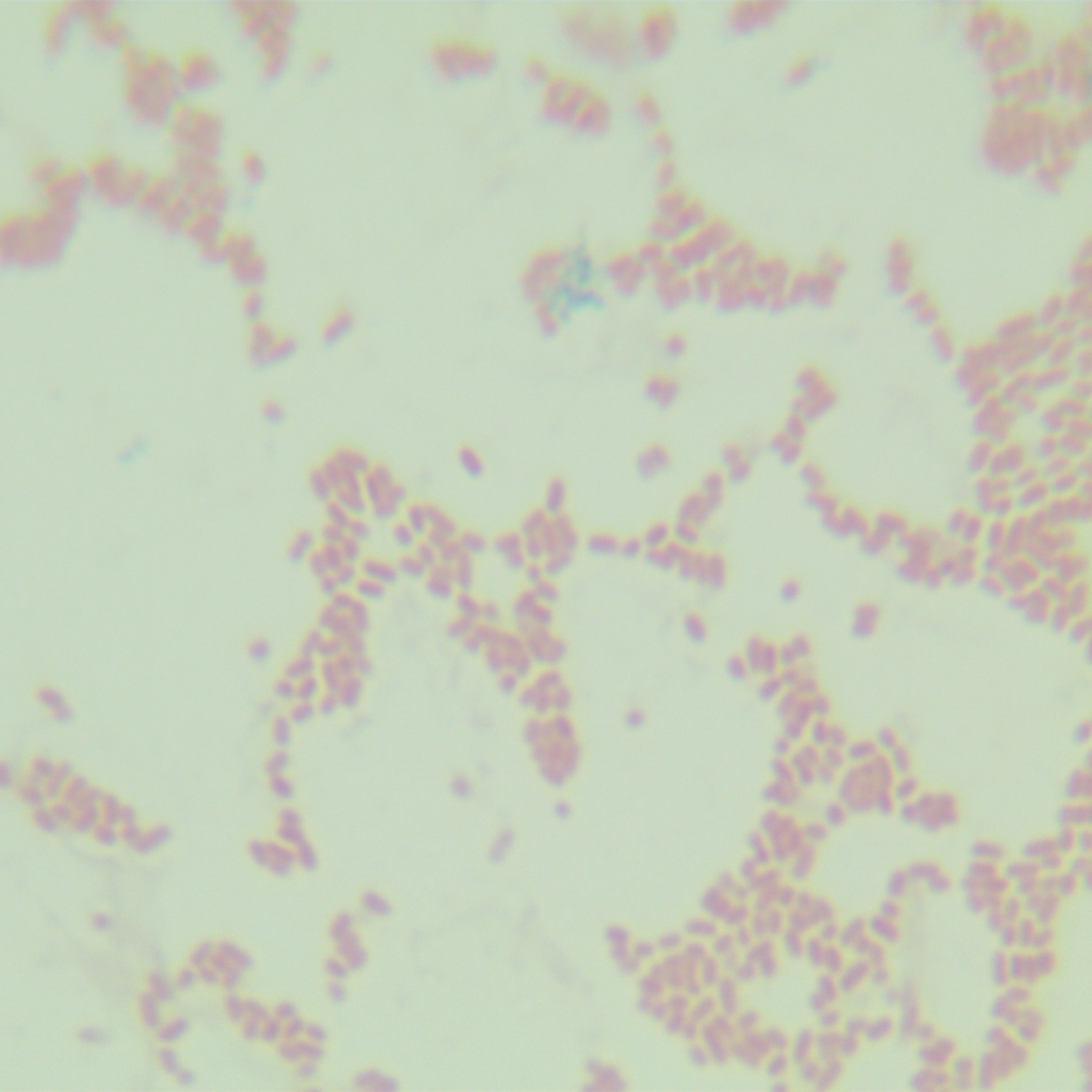 Rat typhoid fever R, H2--BNCC