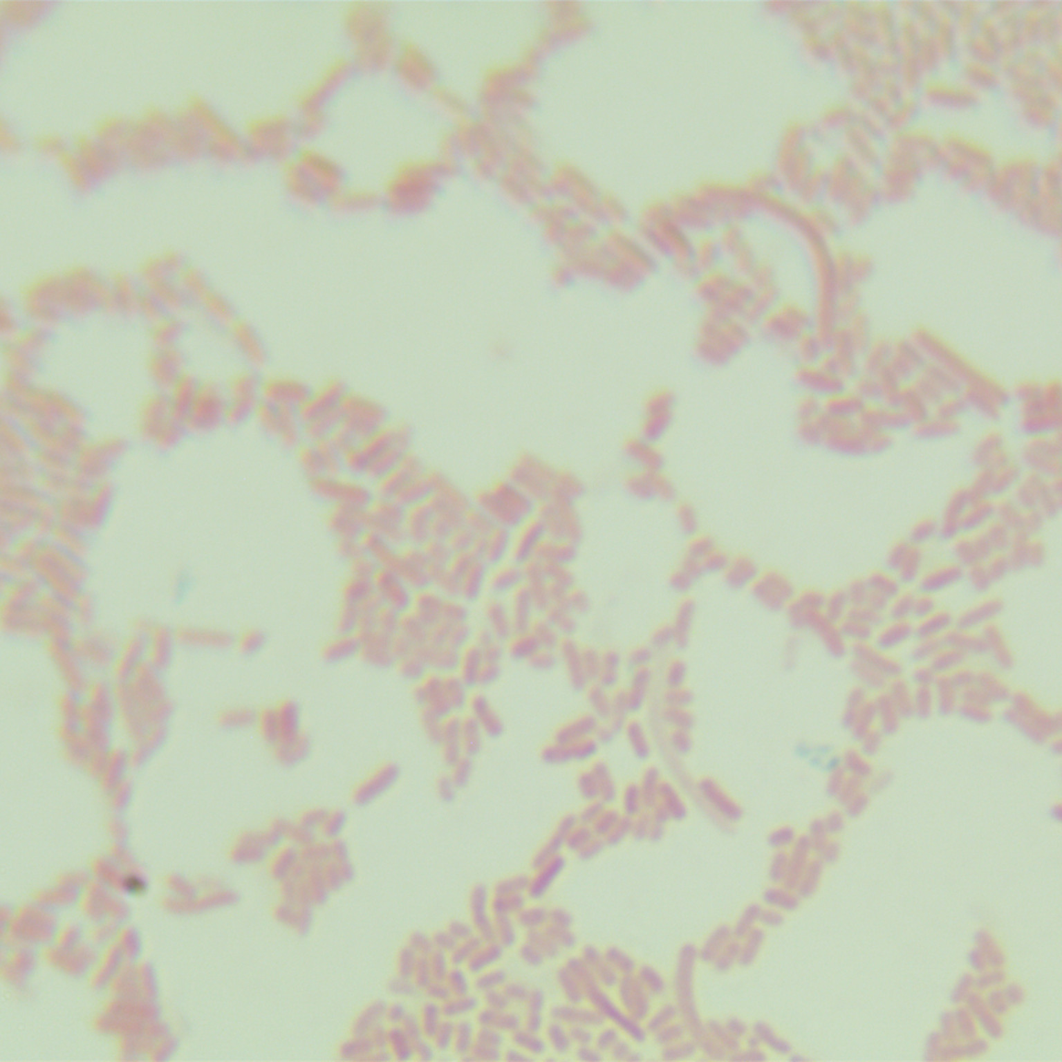 Rat typhoid fever R, H2--BNCC