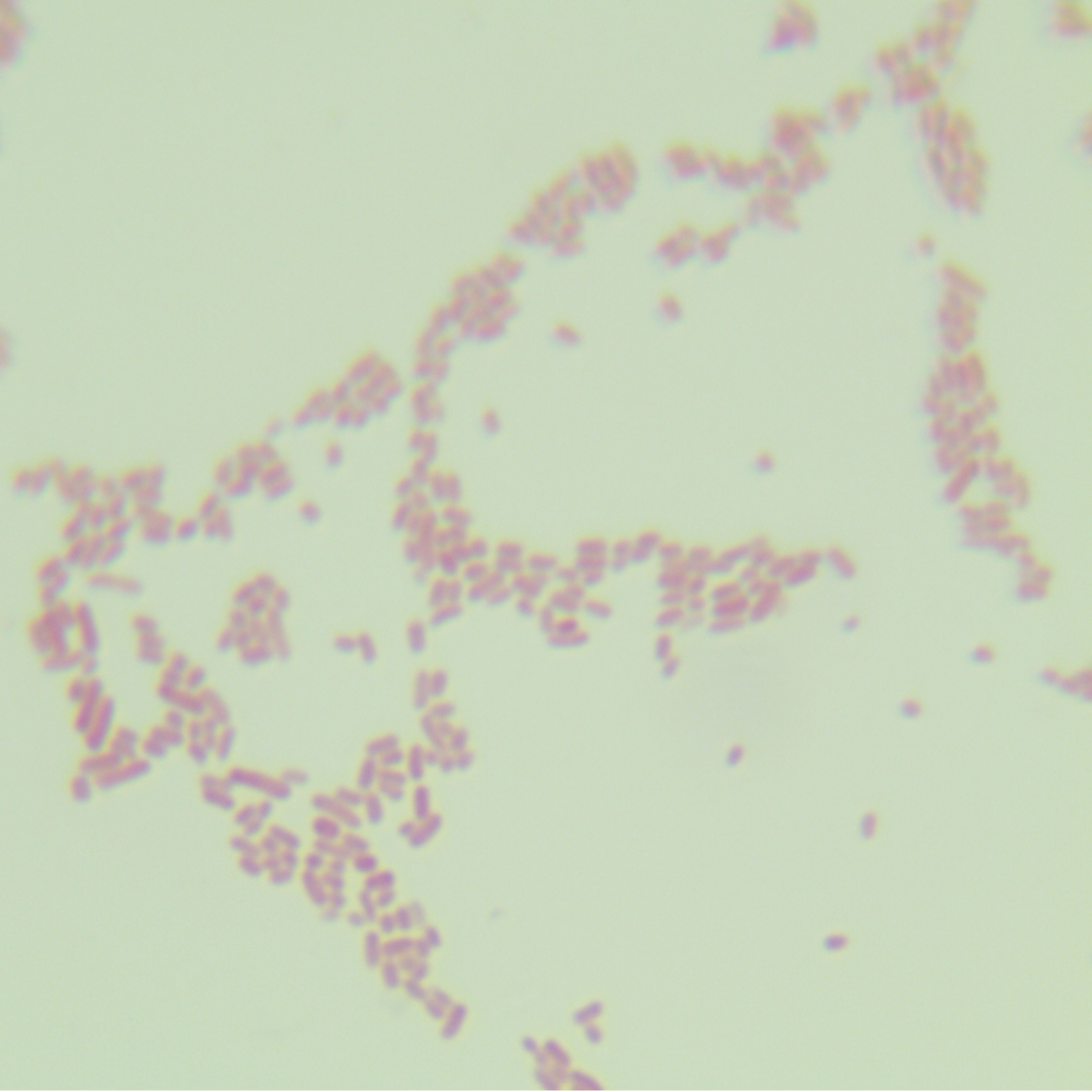 Salmonella gef-BNCC