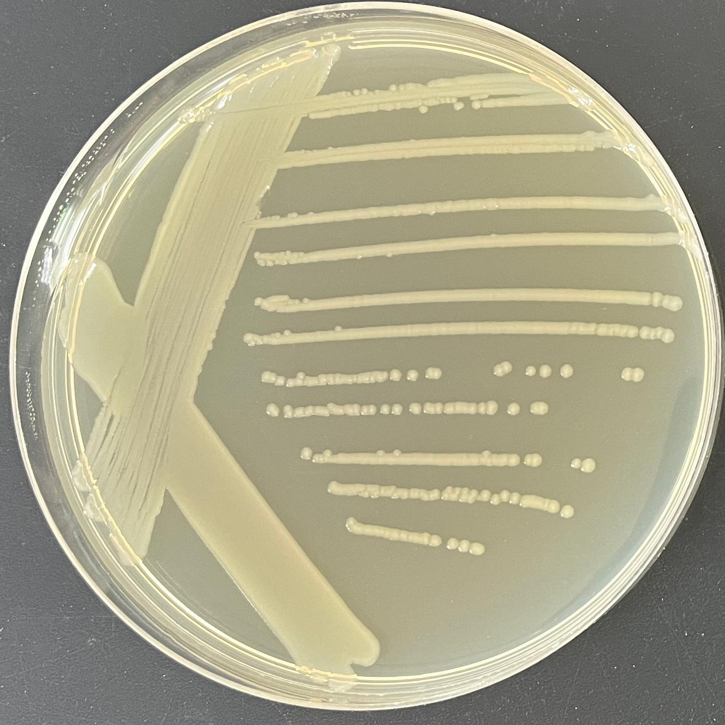 Salmonella gef-BNCC