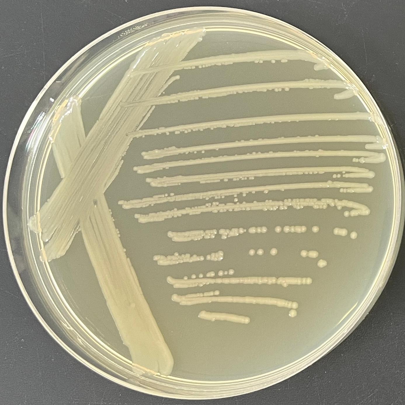 Salmonella Lille-BNCC