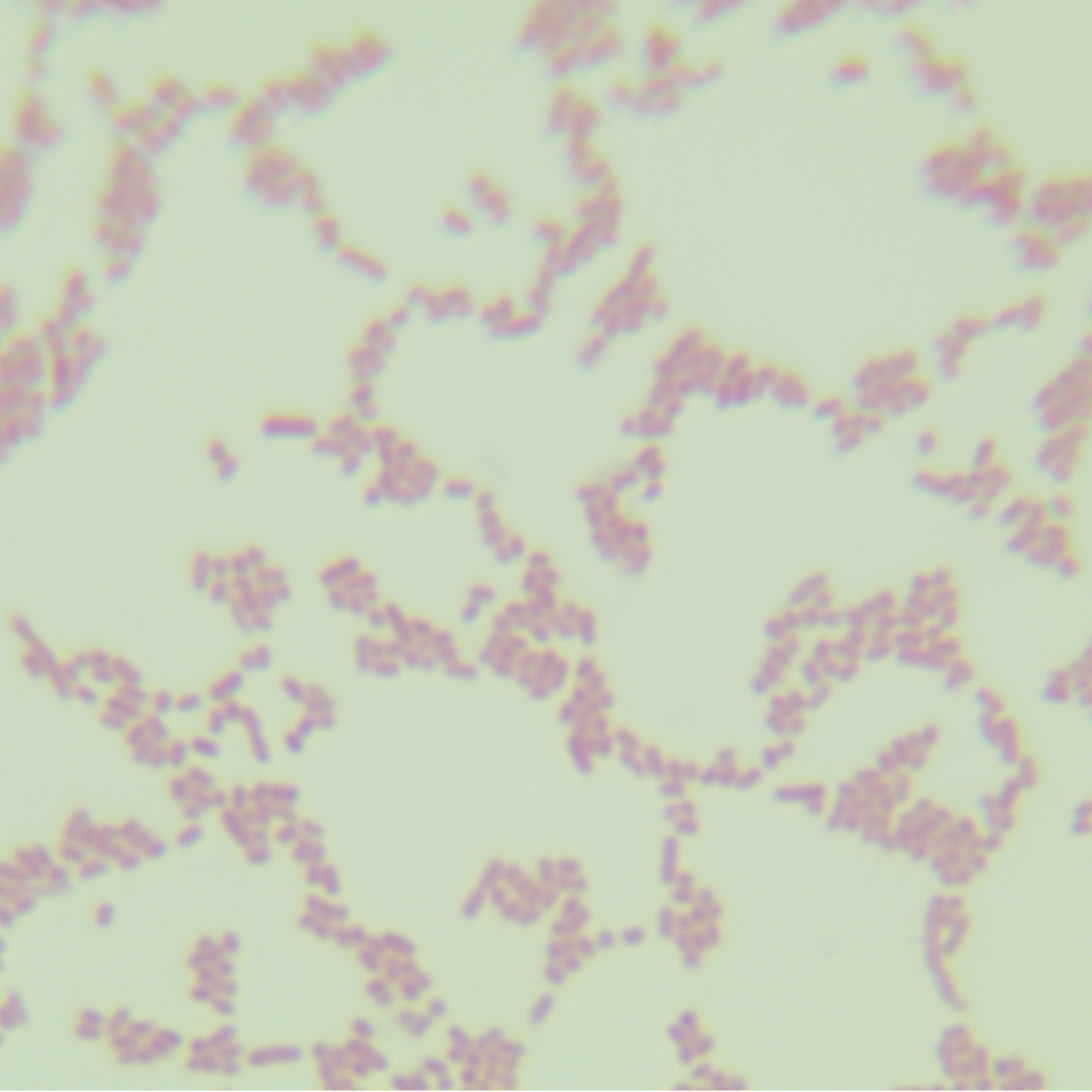 Salmonella Lille-BNCC