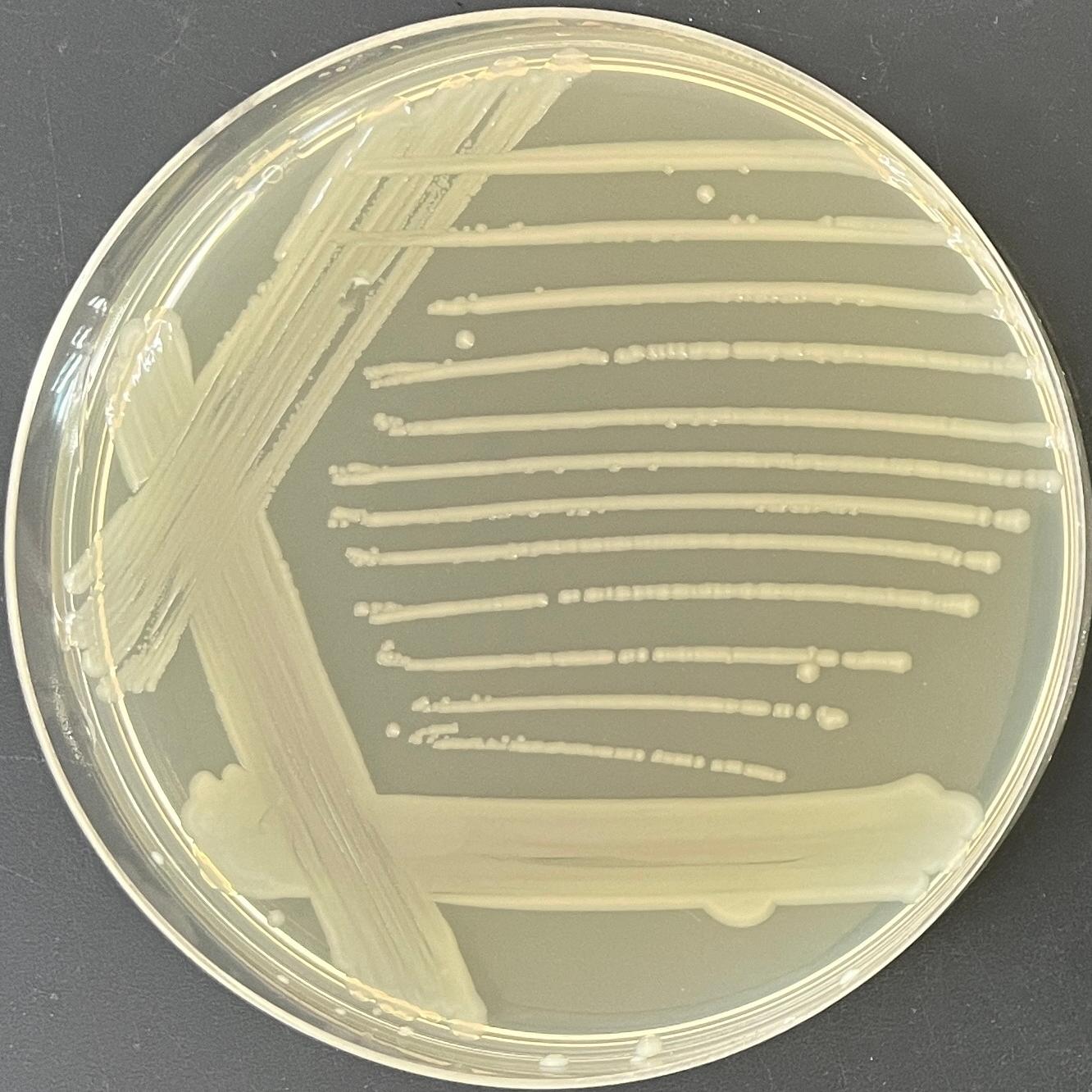 Covalis Salmonella-BNCC