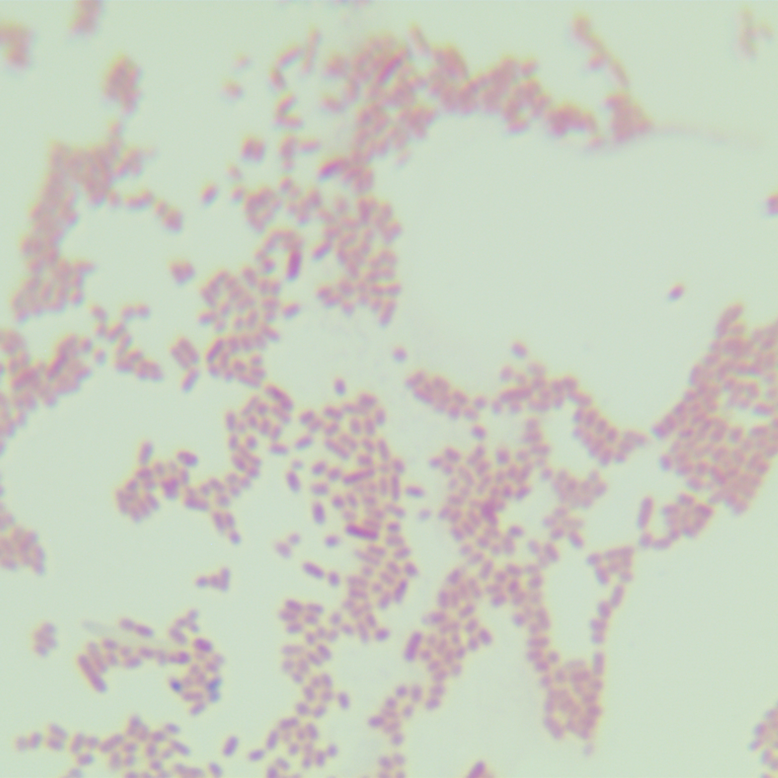 Covalis Salmonella-BNCC