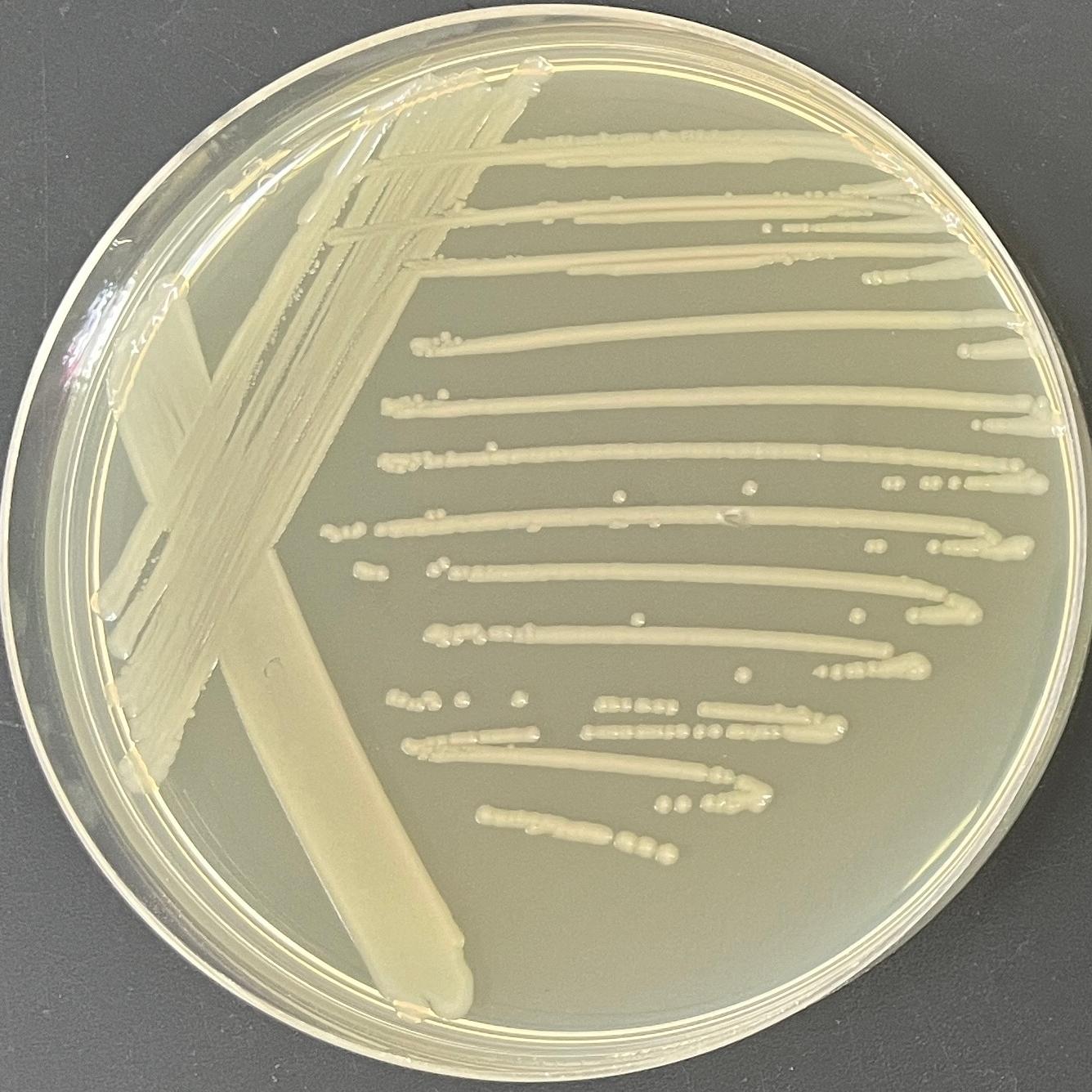 Salmonella typhimurium-BNCC