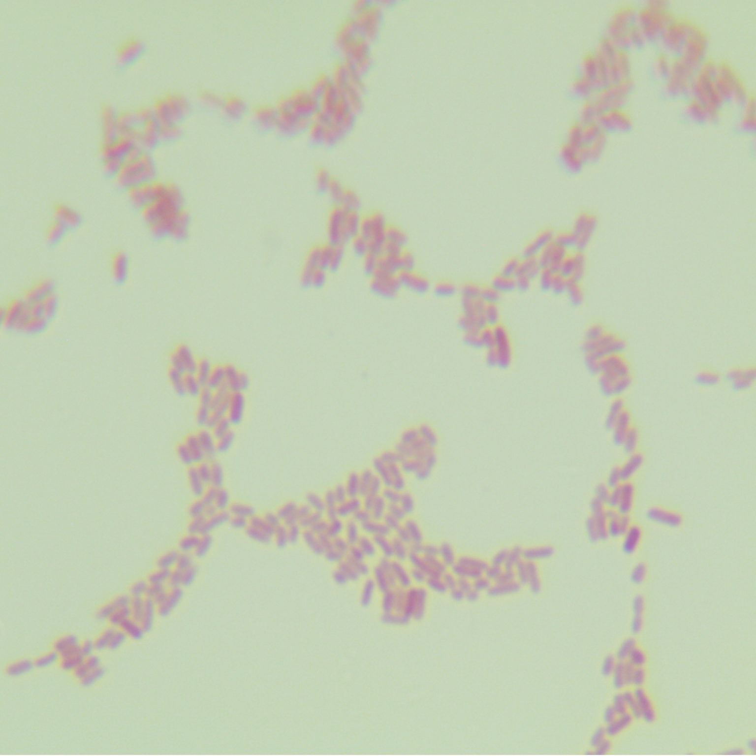Salmonella typhimurium-BNCC