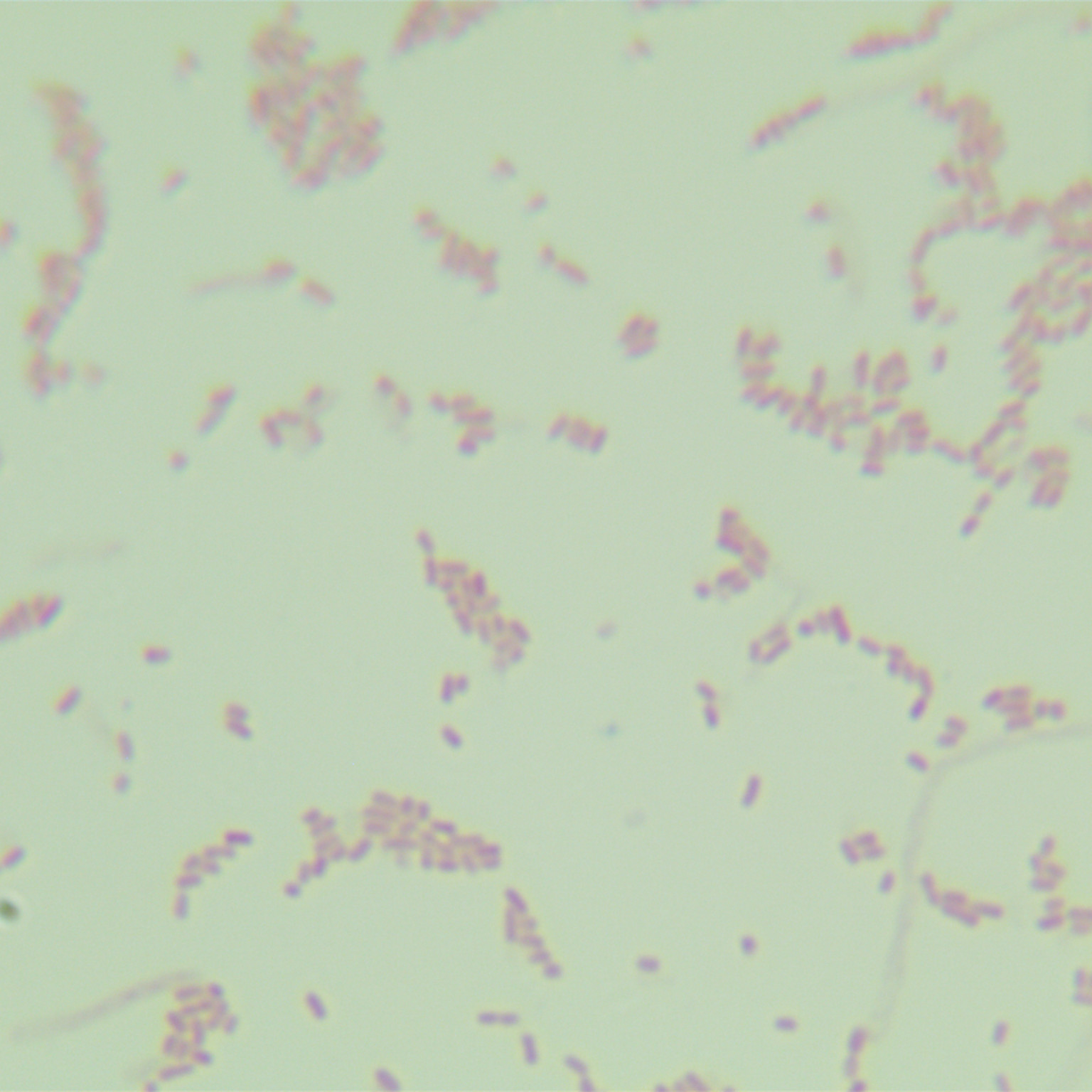 Salmonella Lamategan-BNCC
