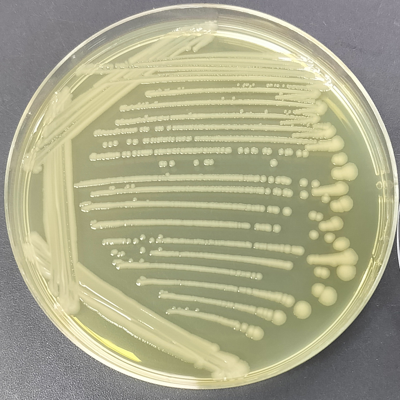 Salmonella Lamategan-BNCC
