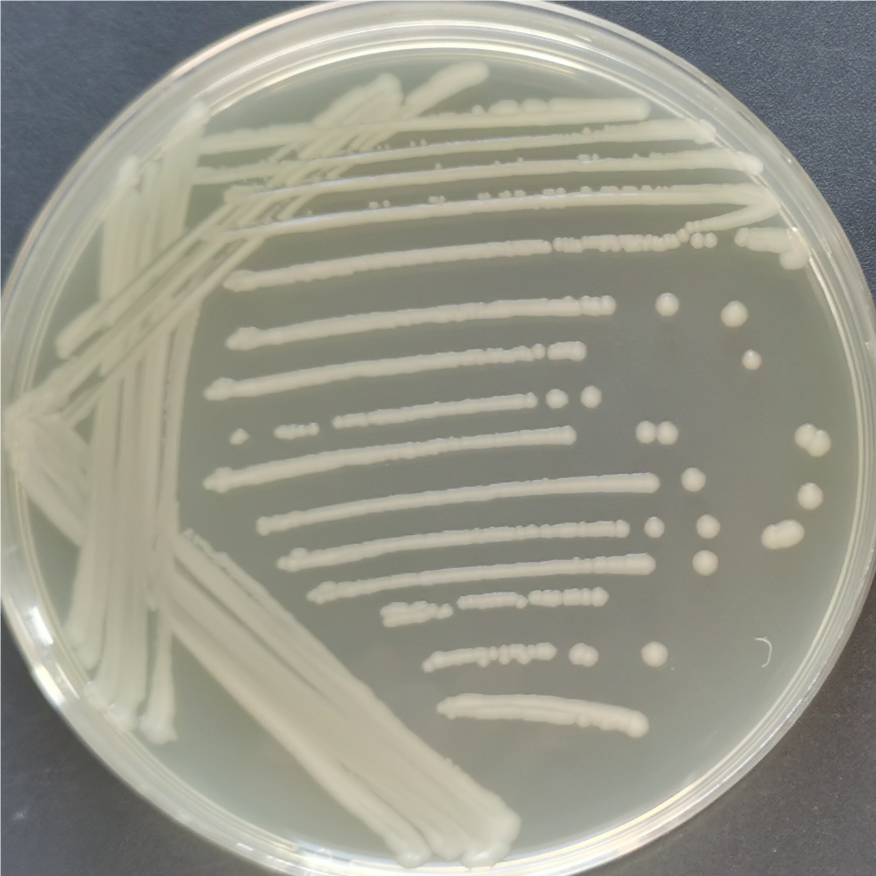 Salmonella balanquilla-BNCC