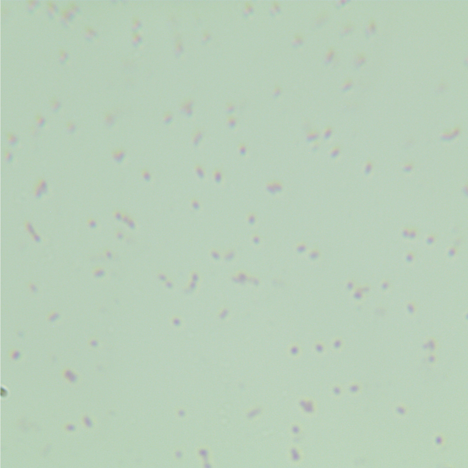Salmonella balanquilla-BNCC