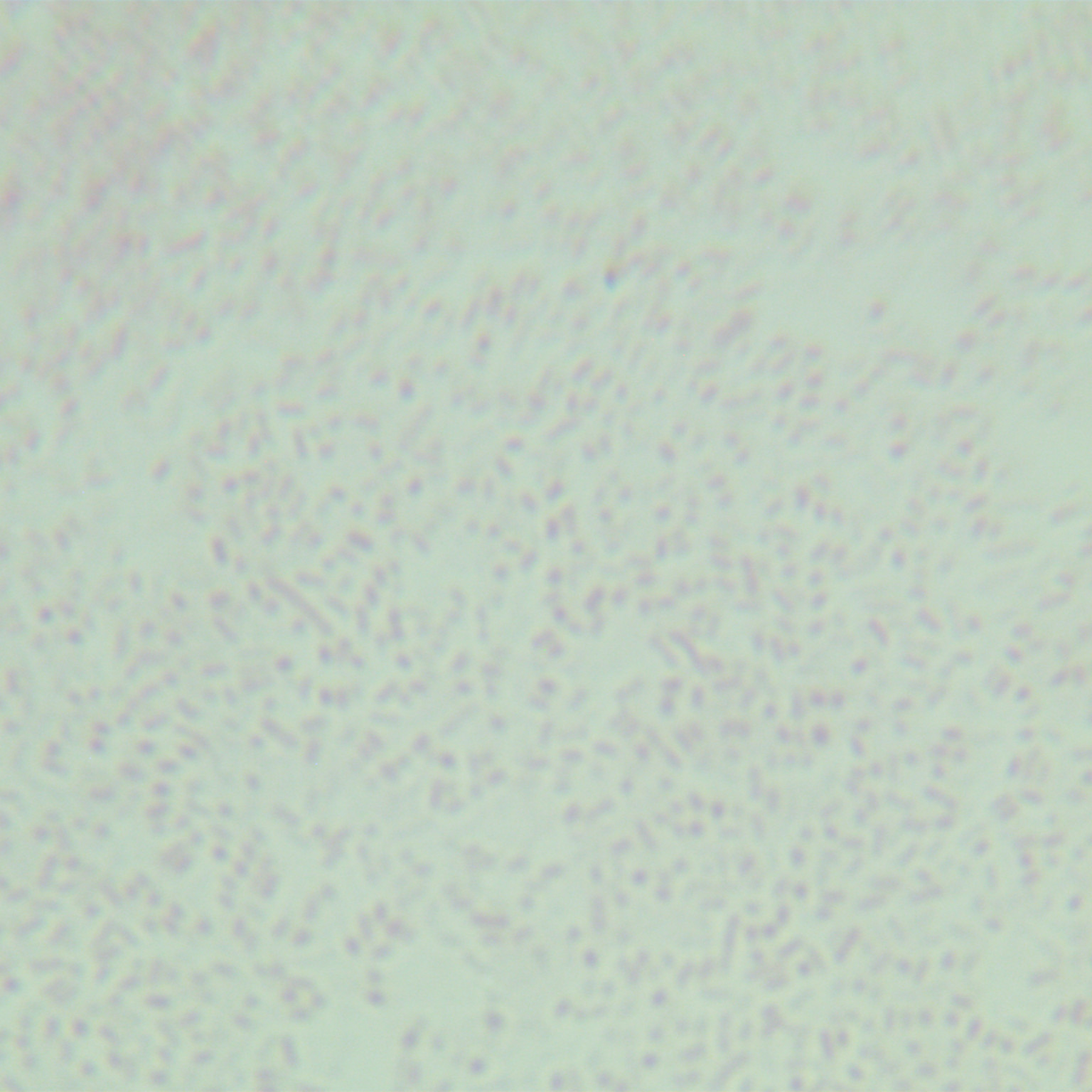 Livingston Salmonella-BNCC