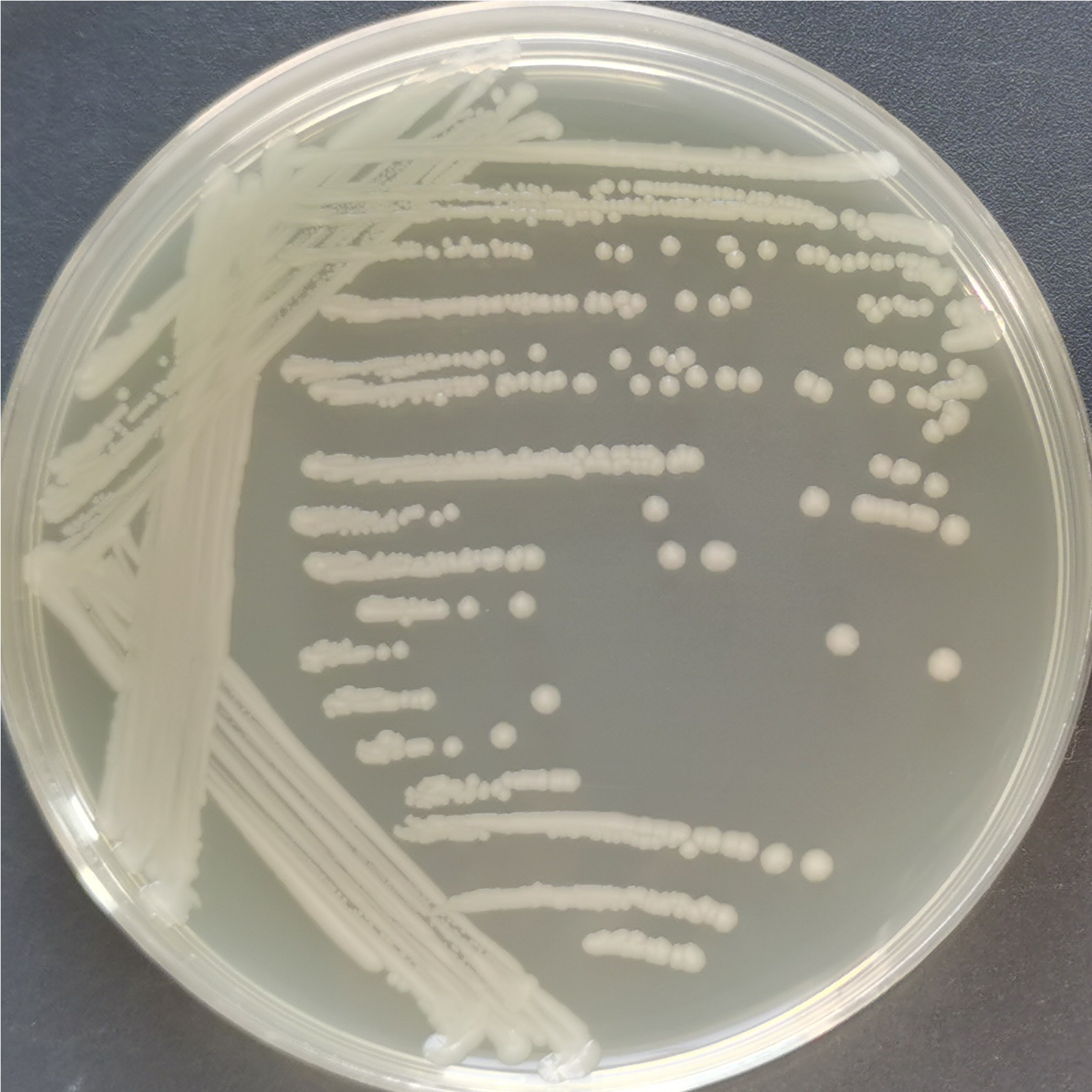 Livingston Salmonella-BNCC