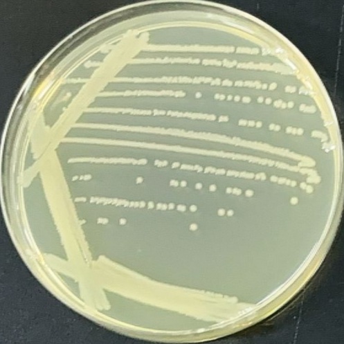 Salmonella senfenberg-BNCC