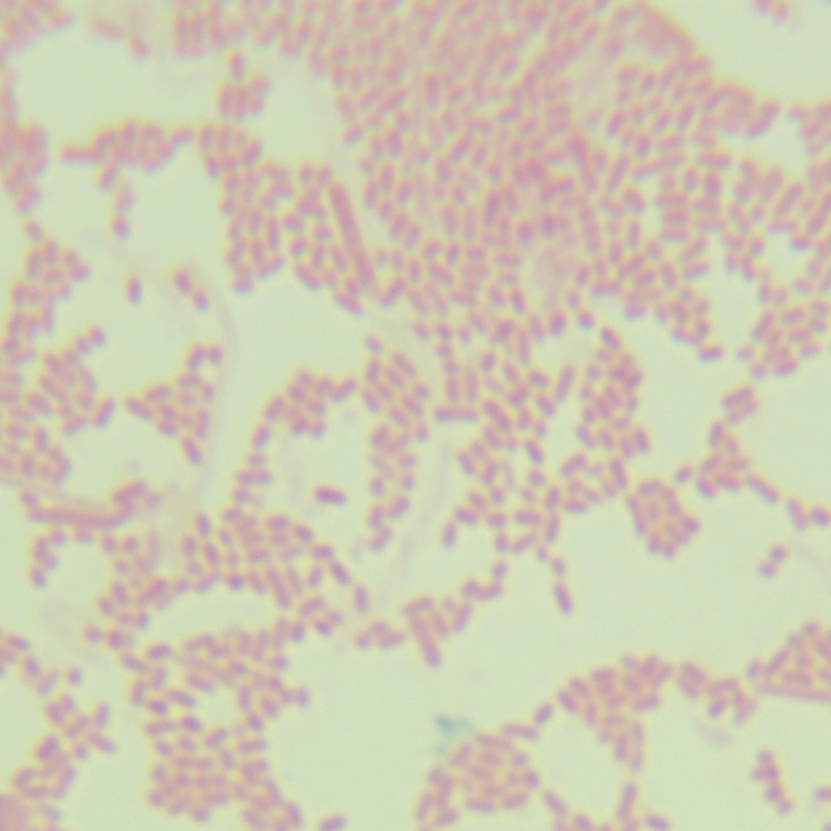 Salmonella-BNCC