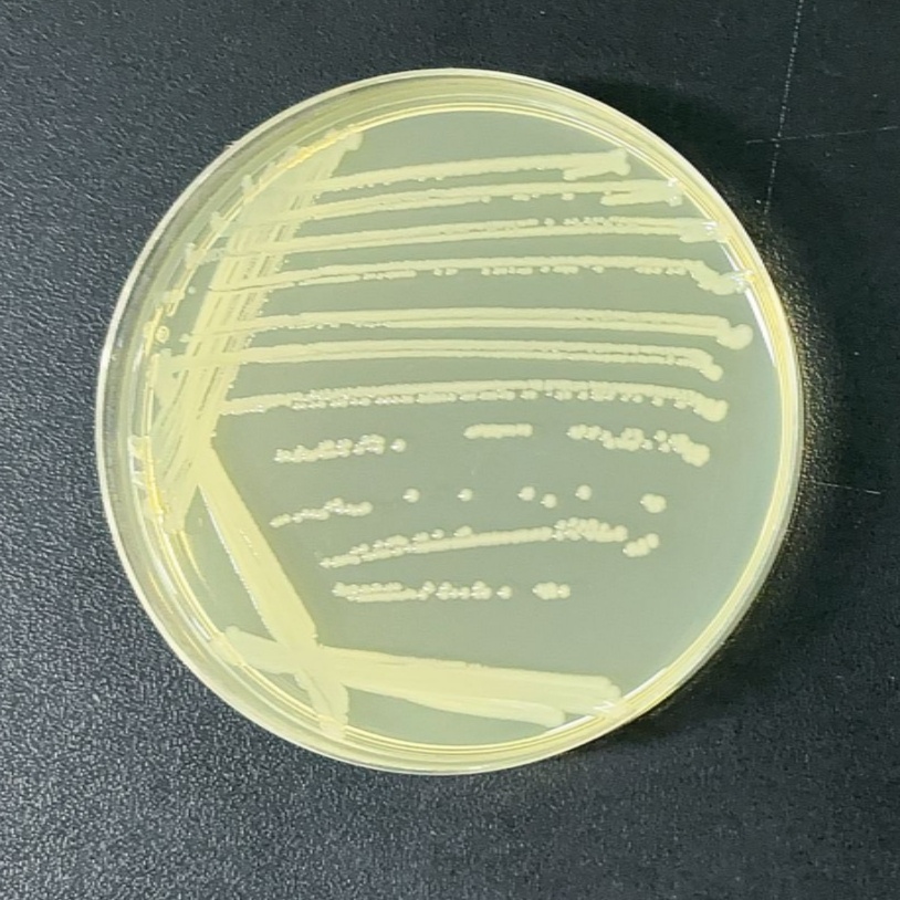 Salmonella-BNCC
