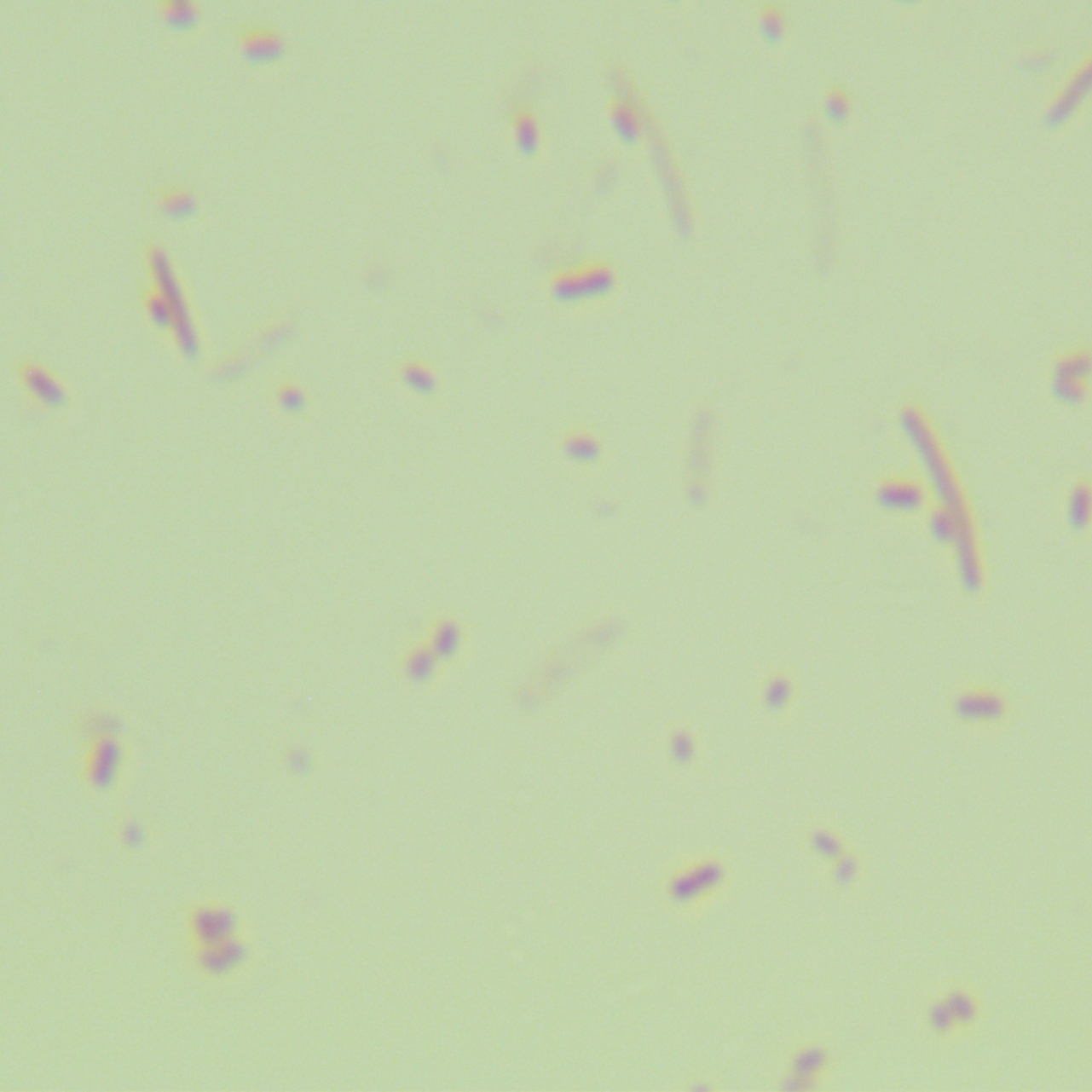 Salmonella-BNCC