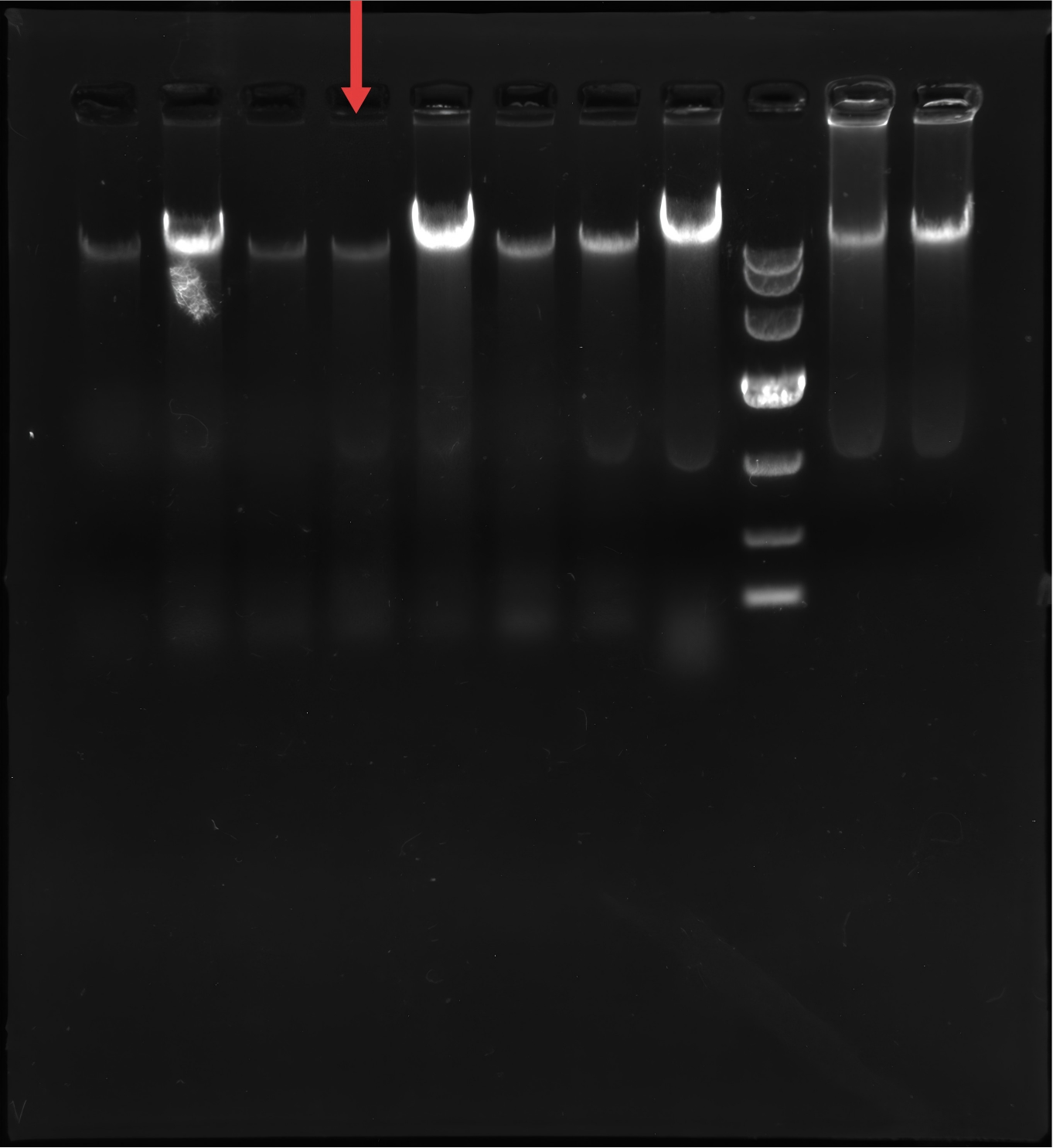 Salmonella in Xingang-BNCC