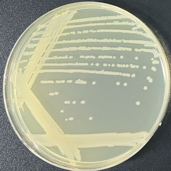Salmonella Enteritidis-BNCC