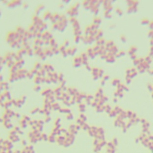 Salmonella Enteritidis-BNCC