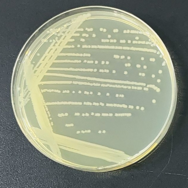 Salmonella Enteritidis-BNCC
