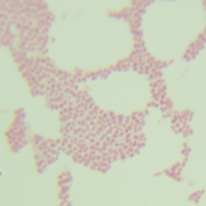 Salmonella Enteritidis-BNCC