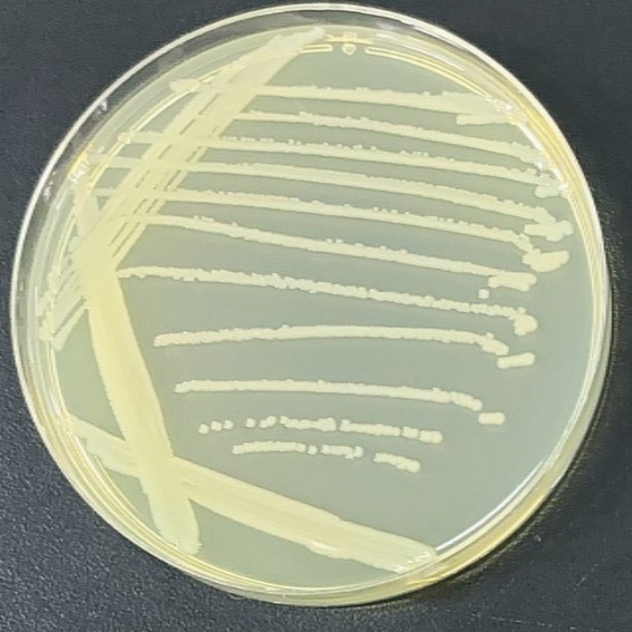 Salmonella Enteritidis-BNCC