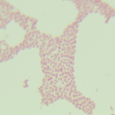 Salmonella Enteritidis-BNCC