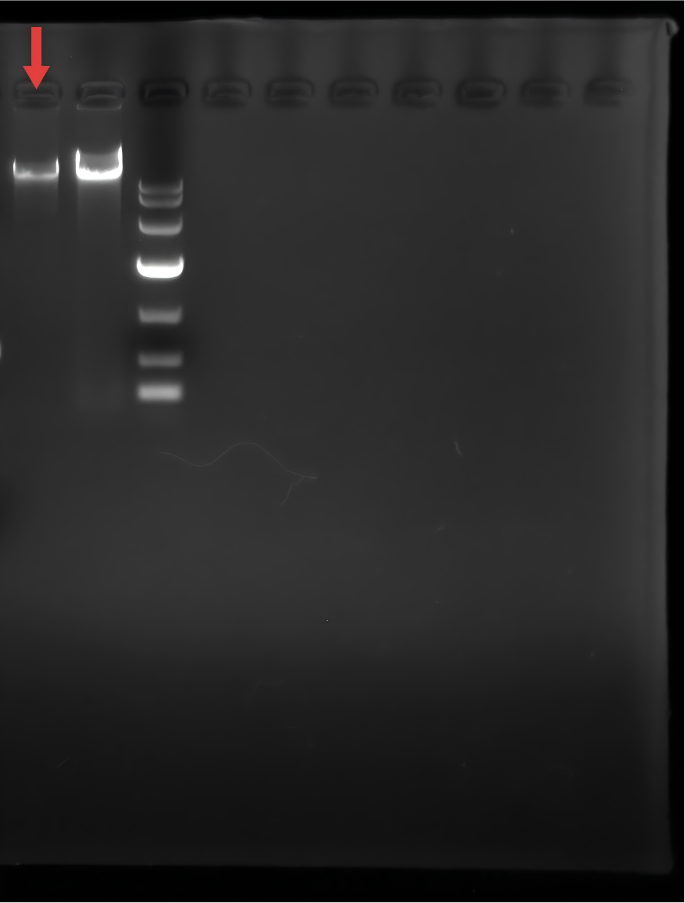 Genomic DNA of brewing yeast (measured by Qubit)-BNCC