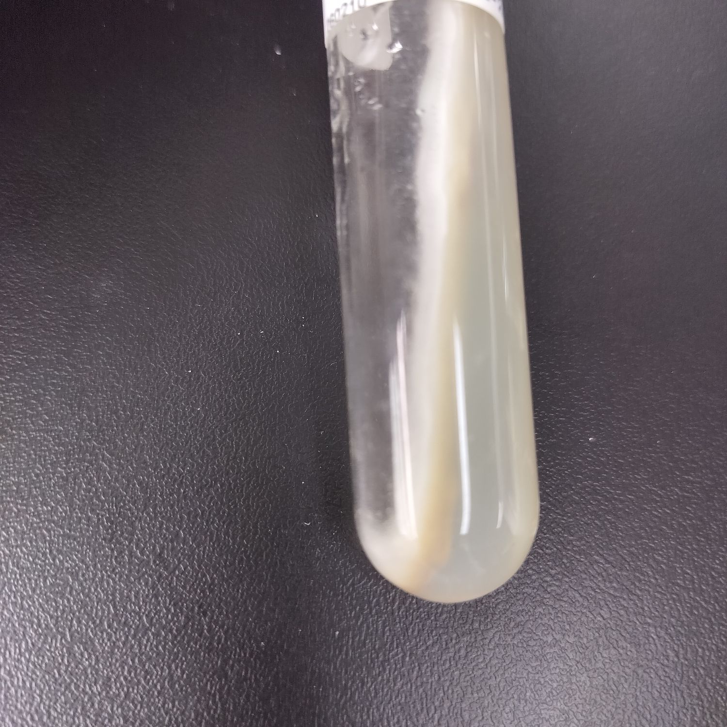 Slow Aspergillus-BNCC