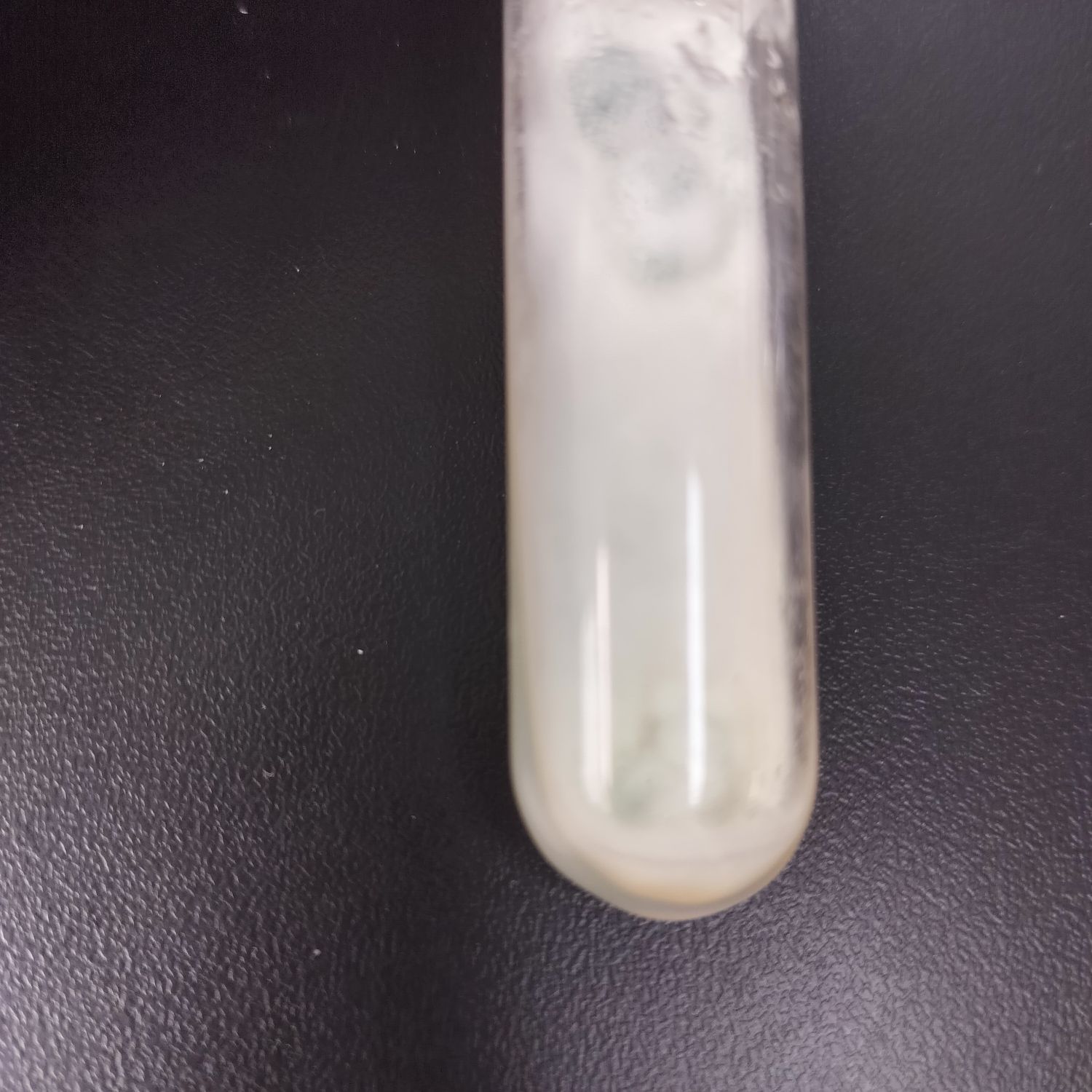 Slow Aspergillus-BNCC
