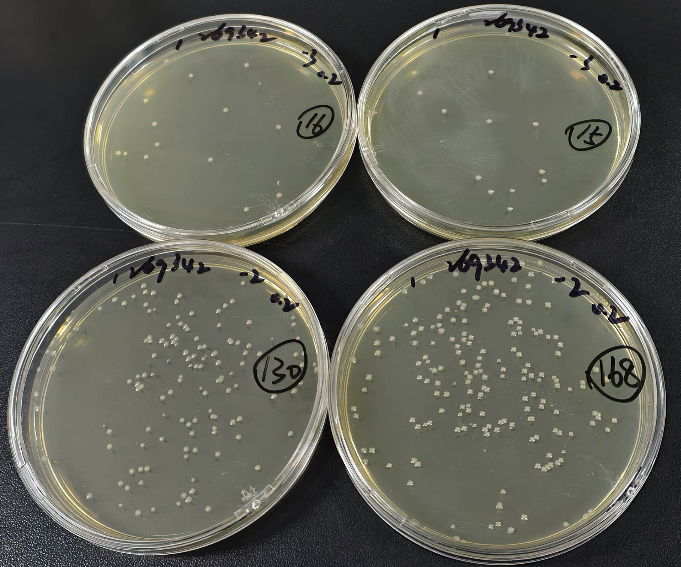 Positive quality control sample for fecal coliforms in water quality (100ml water quality sample using rapid paper method)-BNCC