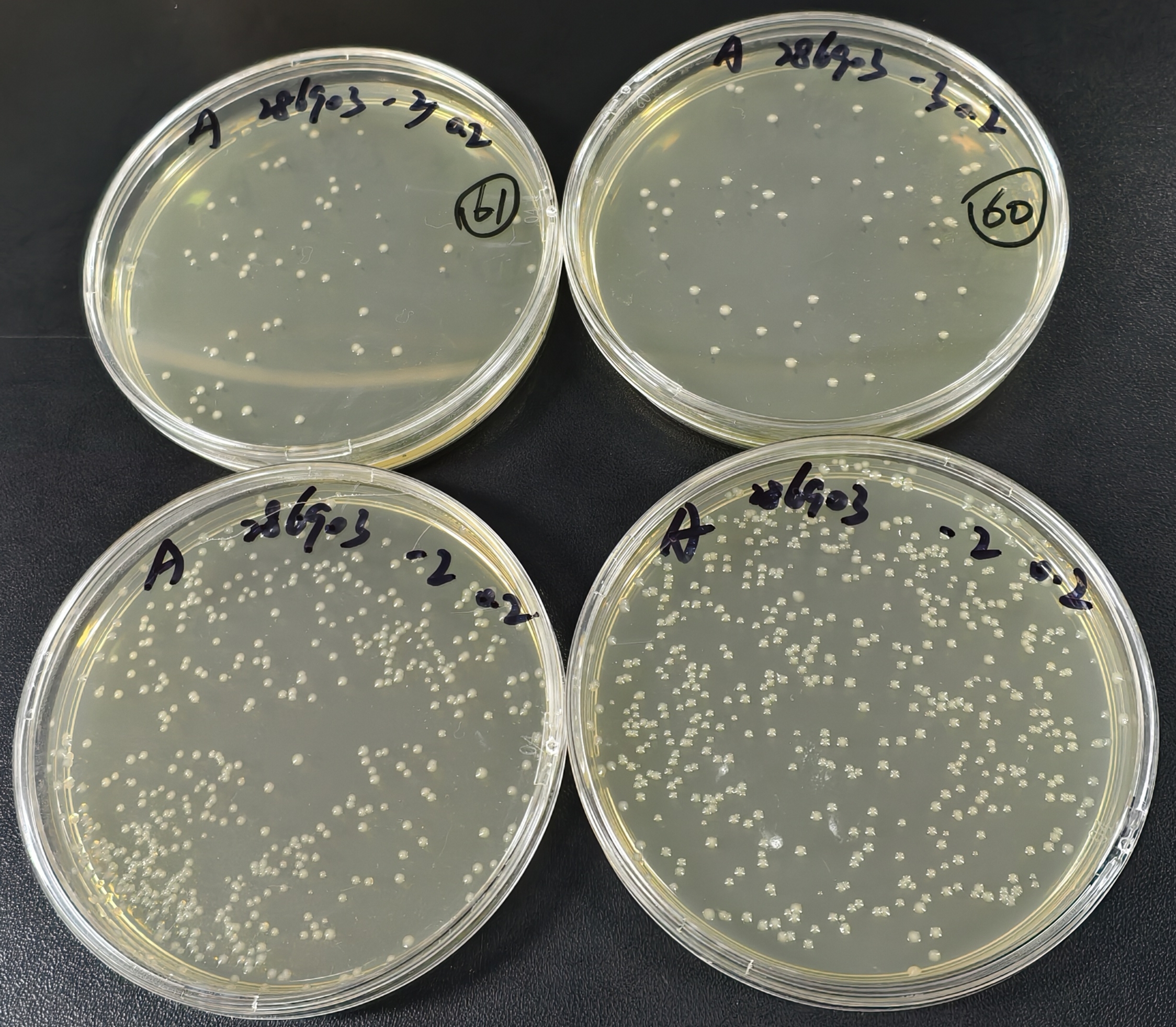 Negative quality control sample of fecal coliforms in water quality (100ml water quality sample using rapid paper method)-BNCC