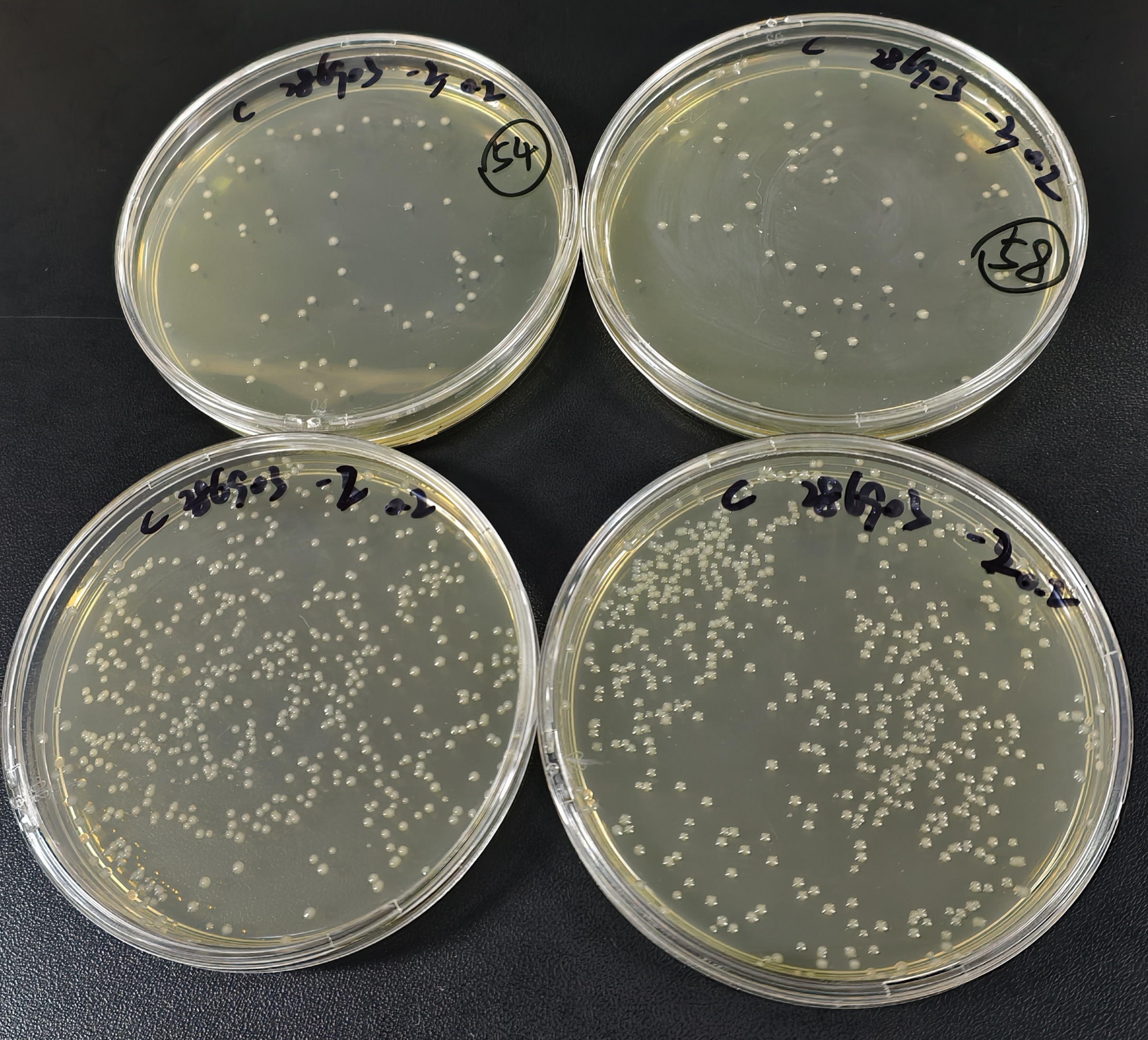 Negative quality control sample of fecal coliforms in water quality (100ml water quality sample using rapid paper method)-BNCC
