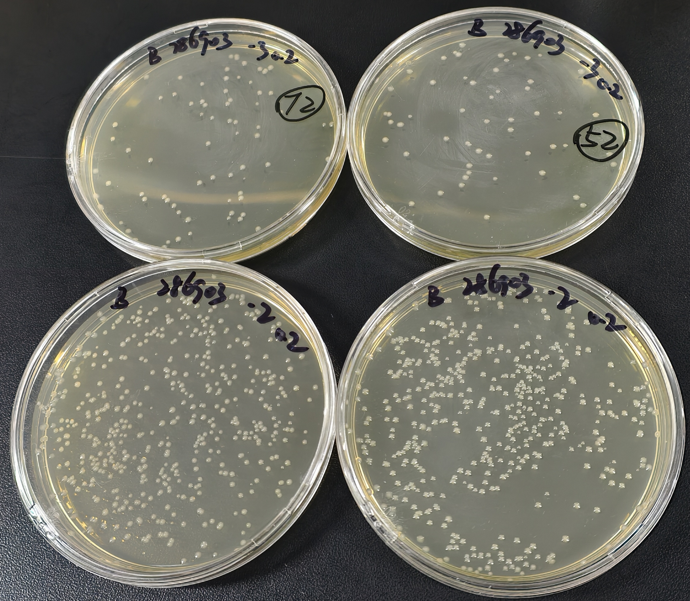 Negative quality control sample of fecal coliforms in water quality (100ml water quality sample using rapid paper method)-BNCC