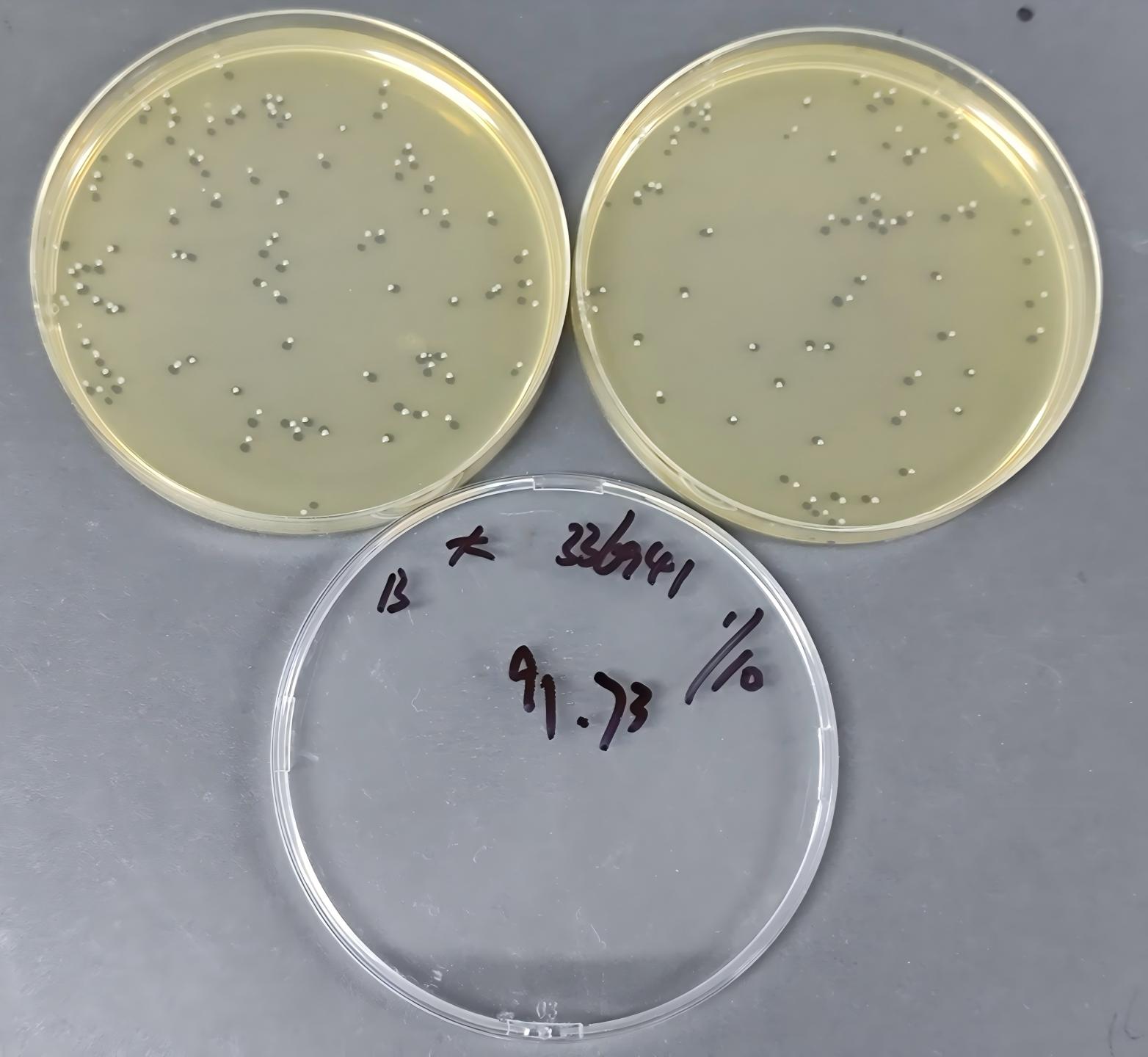 Quantitative strain of Nocardia enterica-BNCC