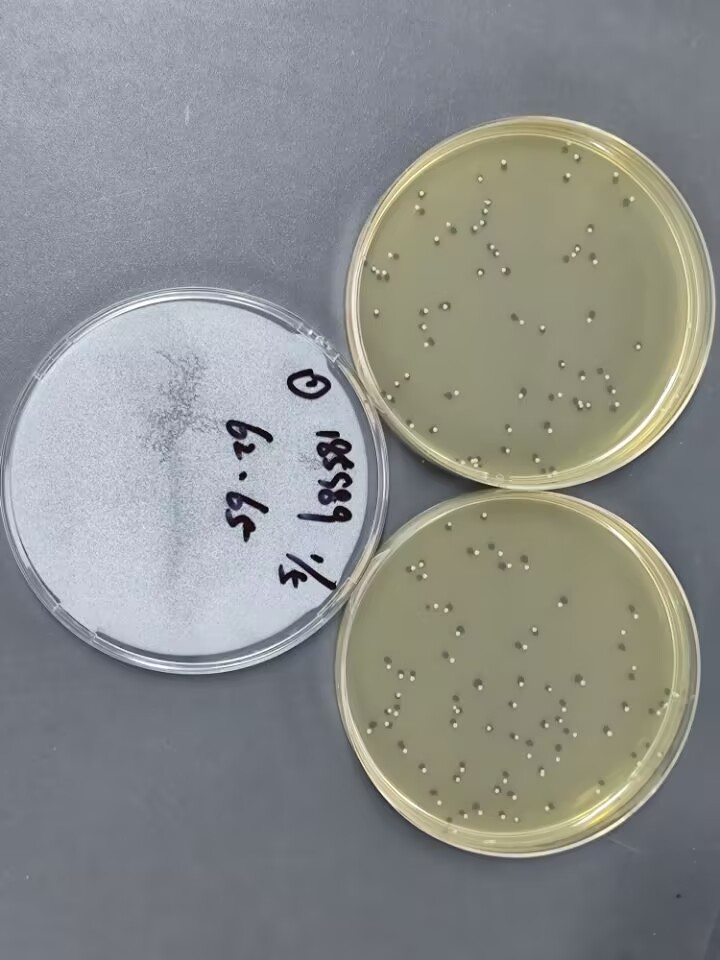 Quantitative strain of Listeria monocytogenes-BNCC