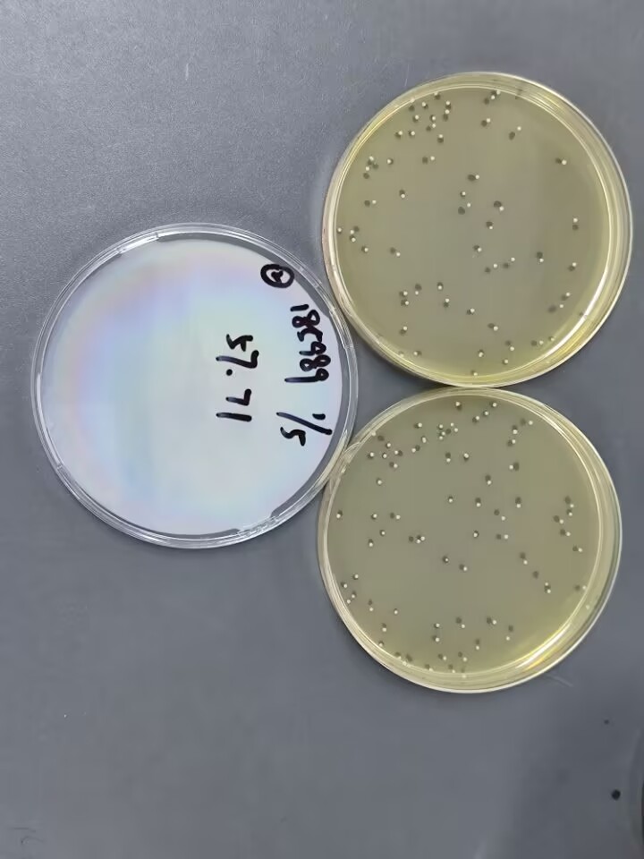 Quantitative strain of Listeria monocytogenes-BNCC