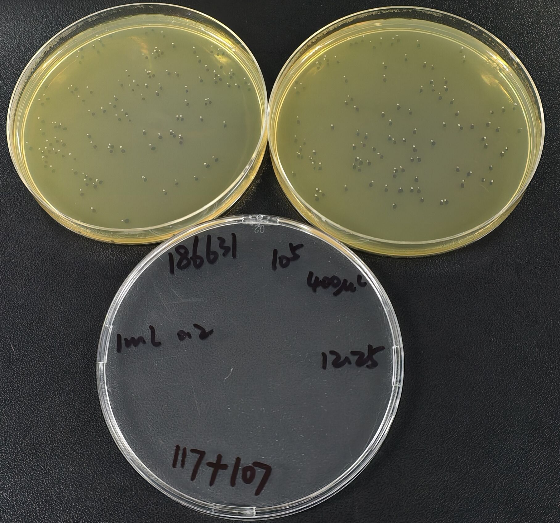 Listeria monocytogenes Quantitative Strain-BNCC